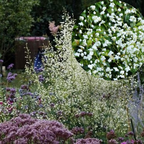 Thalictrum delavayi 'Splendide White' - Delavay ängelhein 'Splendide White' P9/0,55L